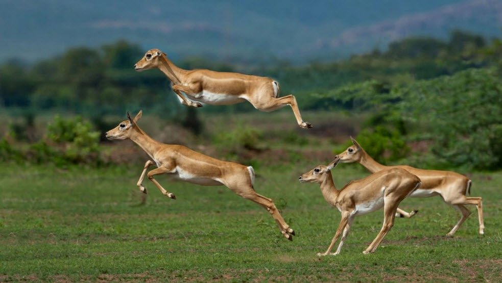 Rollapadu Wildlife Sanctuary